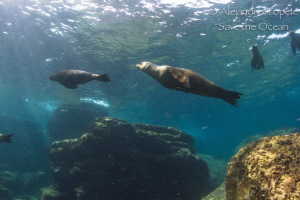 sea lions playing by Alejandro Topete 